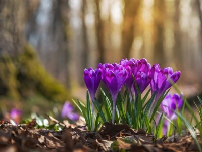 Activiteiten voor een groene leefomgeving